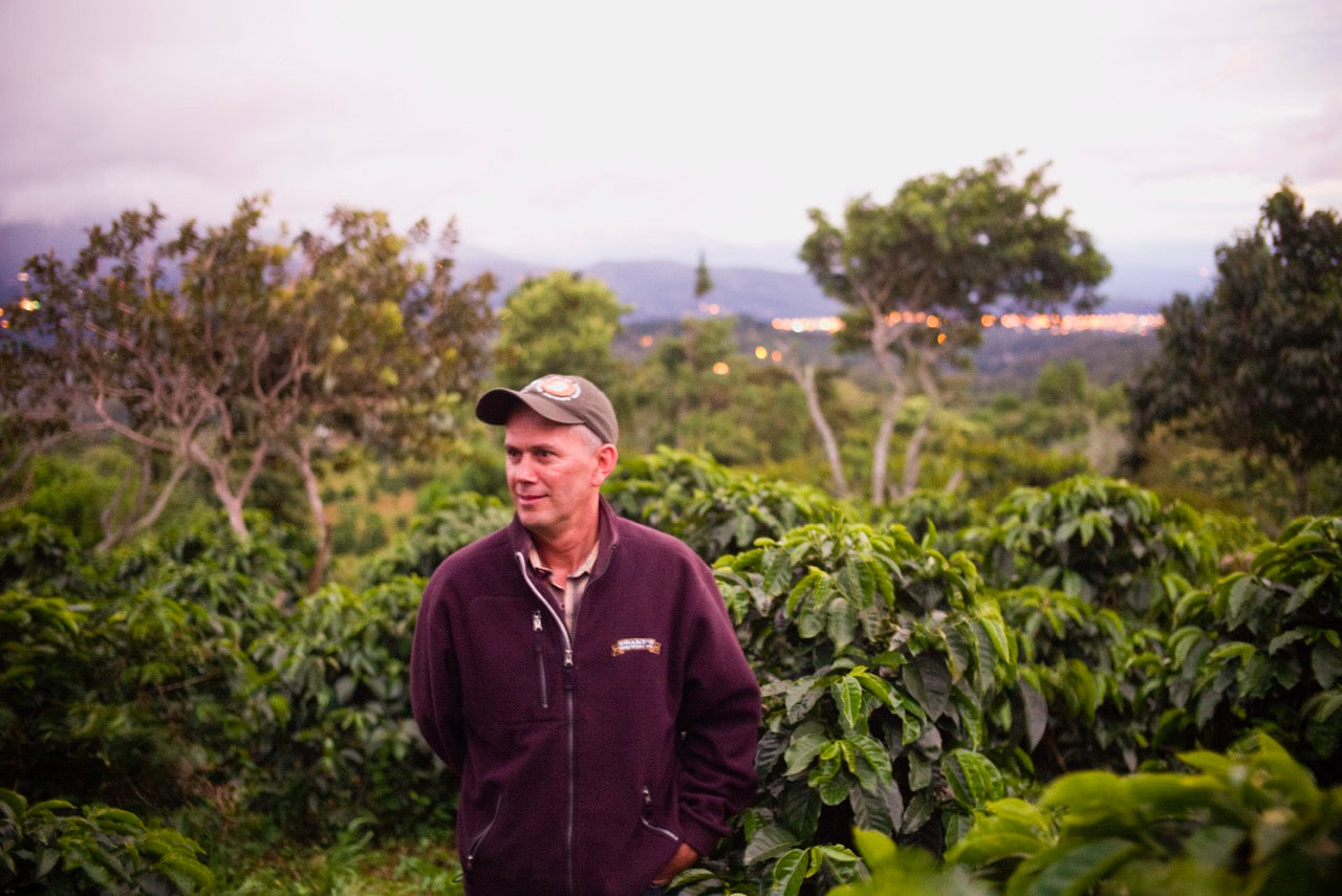 Kotowa Las Brujas Gesha Honey - Panama