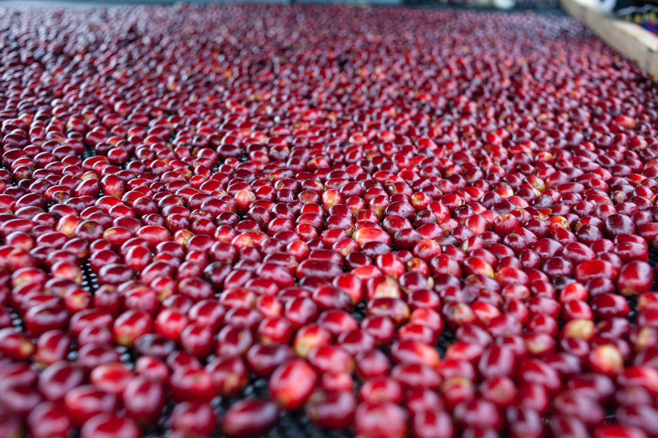 Hacienda La Esmeralda Washed Gesha Bosque Lot Panama