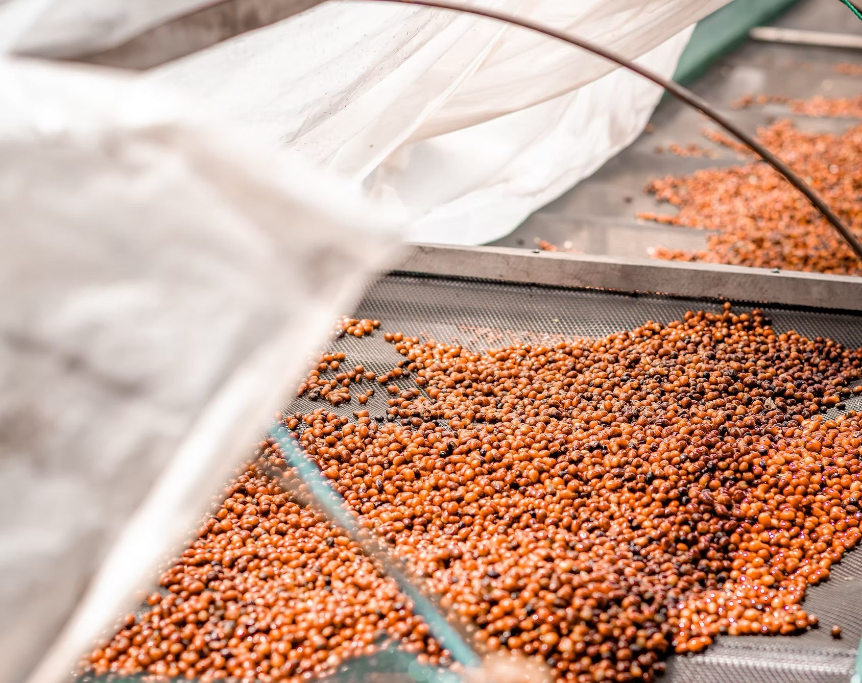 Finca Auromar Firestone Washed Gesha, Panama