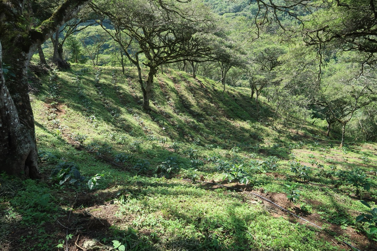 Finca Eliza Washed Green Tip Gesha by Martin Kutsch, Loja, Ecuador