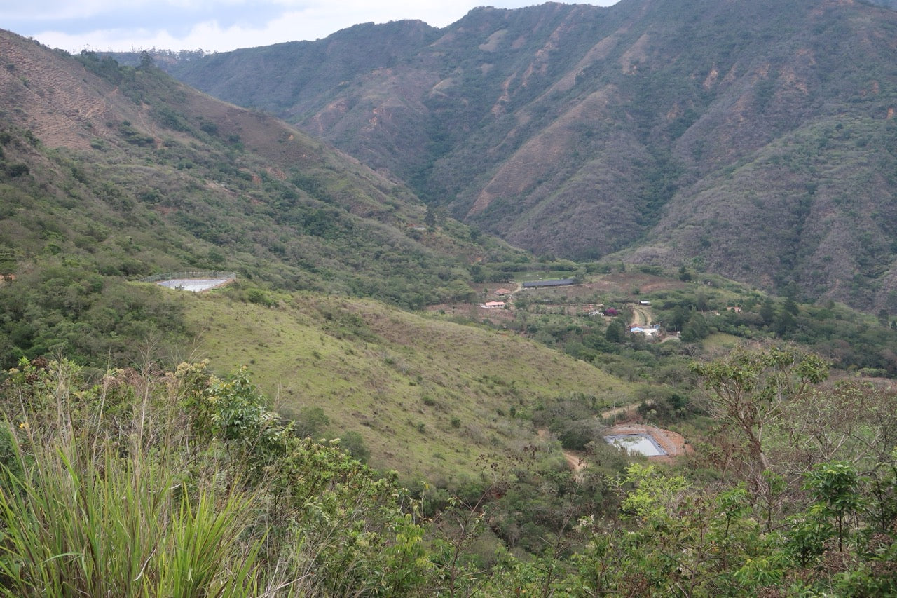 Finca Eliza Washed Green Tip Gesha by Martin Kutsch, Loja, Ecuador