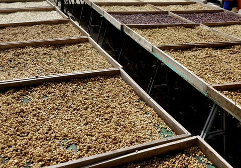 specialty coffee