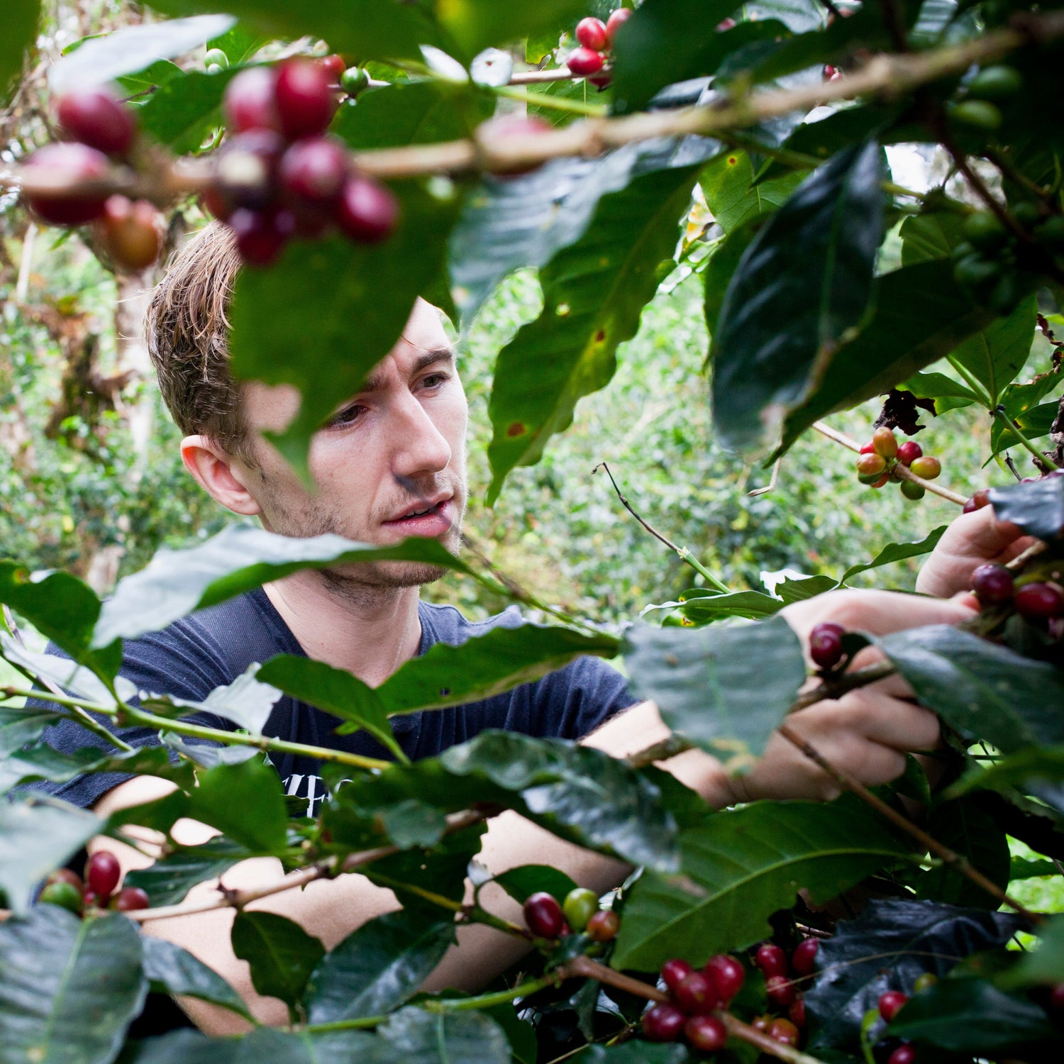 specialty coffee