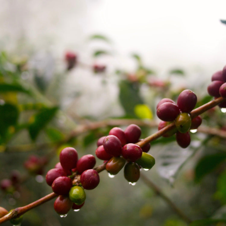 specialty coffee