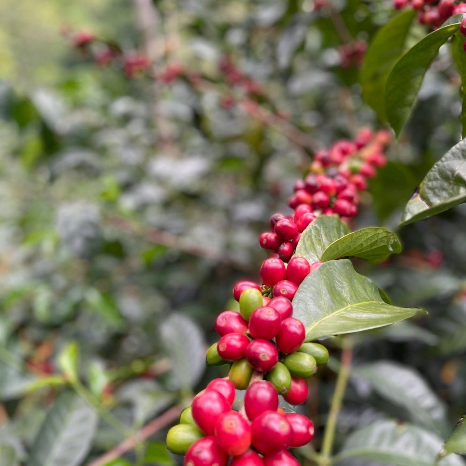 specialty coffee