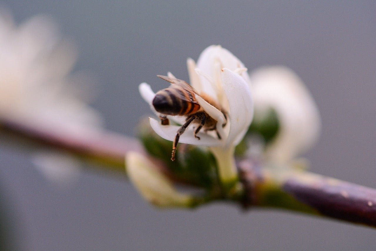 Get Ready for Your Vacation with our 4-for-3 Deal! - Standout Coffee