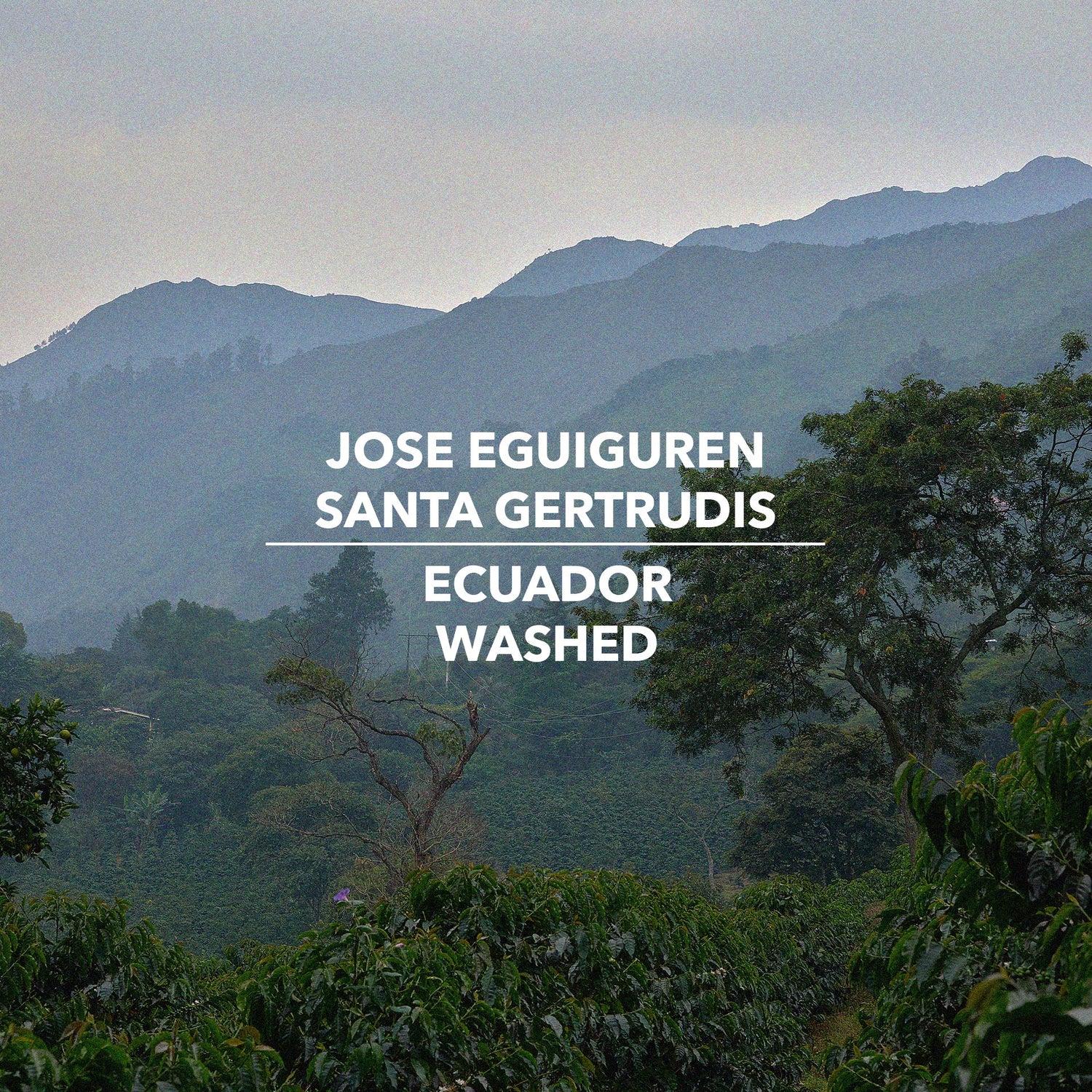 Jose Eguiguren, Hacienda Santa Gertrudis Extended Drying Washed Typica Mejorado - Ecuador - Standout Coffee