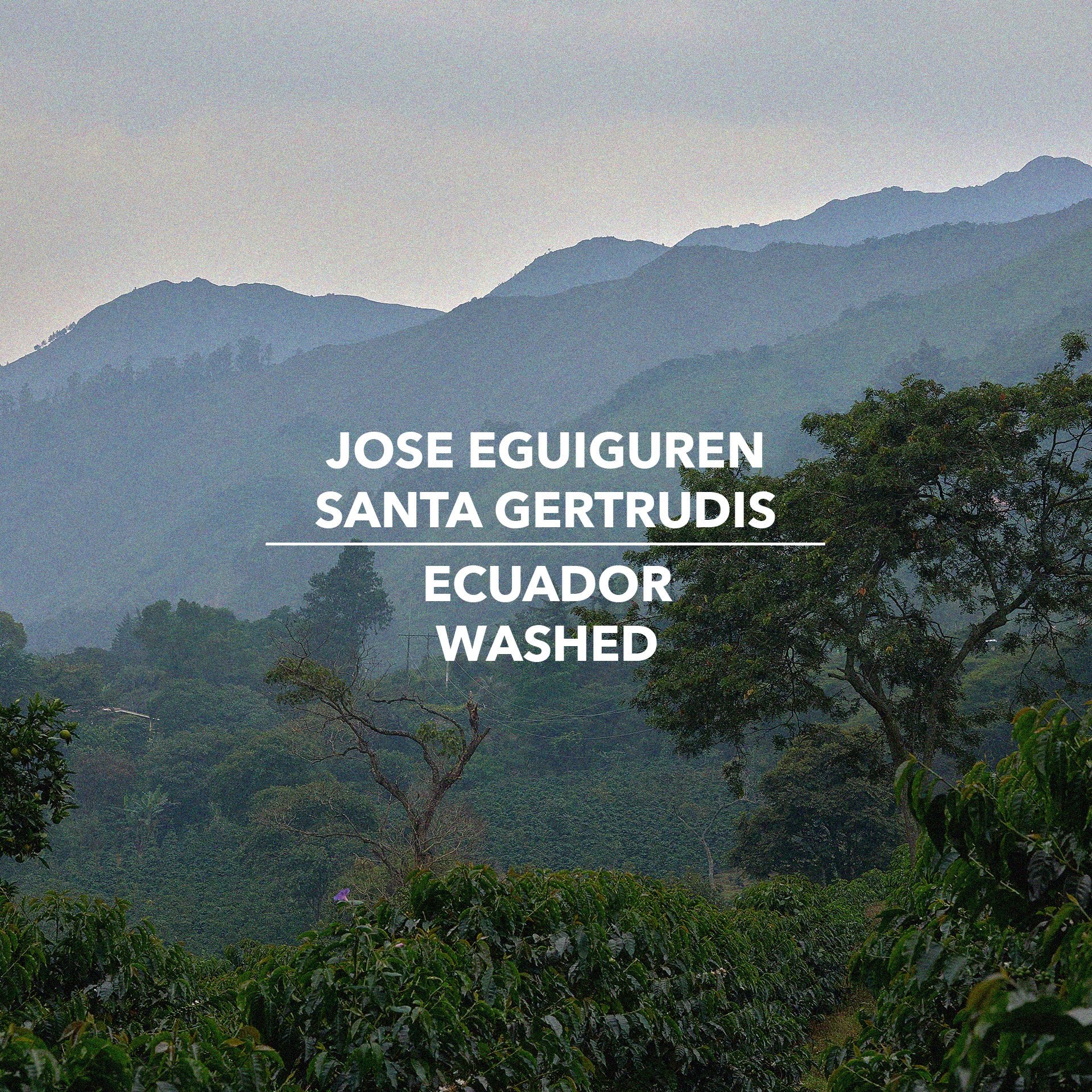 Jose Eguiguren, Hacienda Santa Gertrudis Extended Drying Washed Typica Mejorado - Ecuador - Standout Coffee