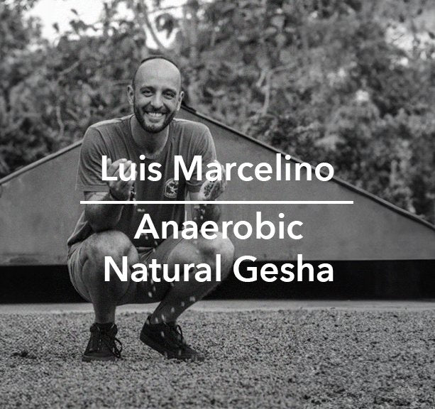 Luis Marcelino Anaerobic Fermented Natural Process Gesha - Colombia - Standout Coffee