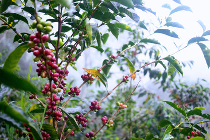 Hacienda La Esmeralda Washed Gesha Bosque Lot Panama