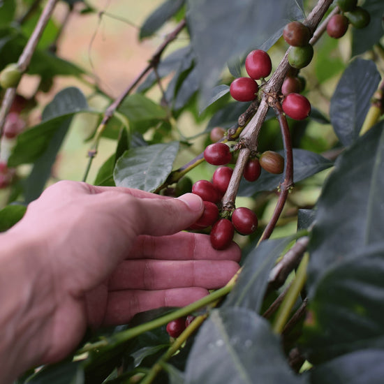 specialty coffee