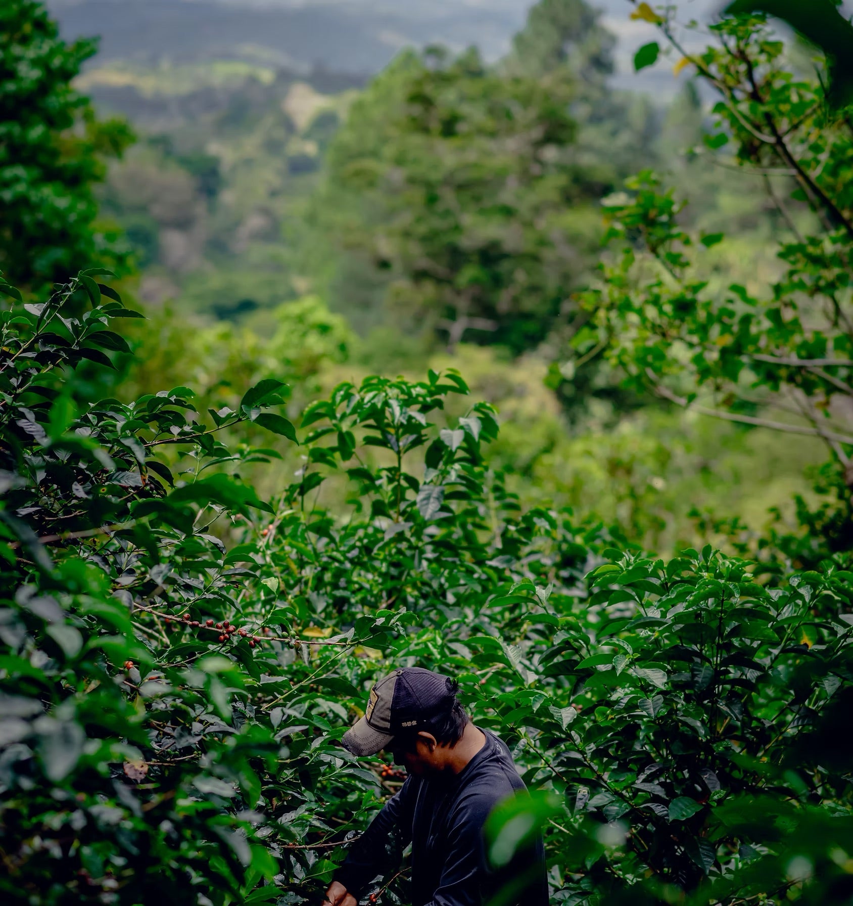 Finca Auromar Firestone Washed Gesha, Panama
