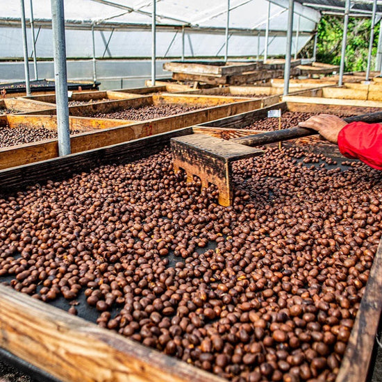 specialty coffee