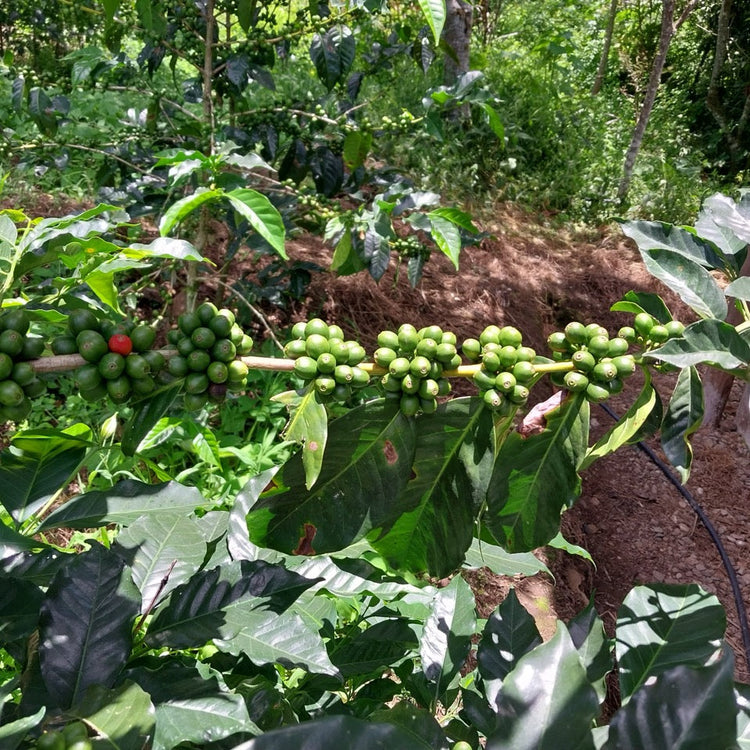 specialty coffee