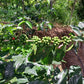 specialty coffee