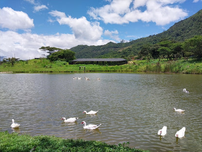 Finca Eliza Washed Green Tip Gesha by Martin Kutsch, Loja, Ecuador