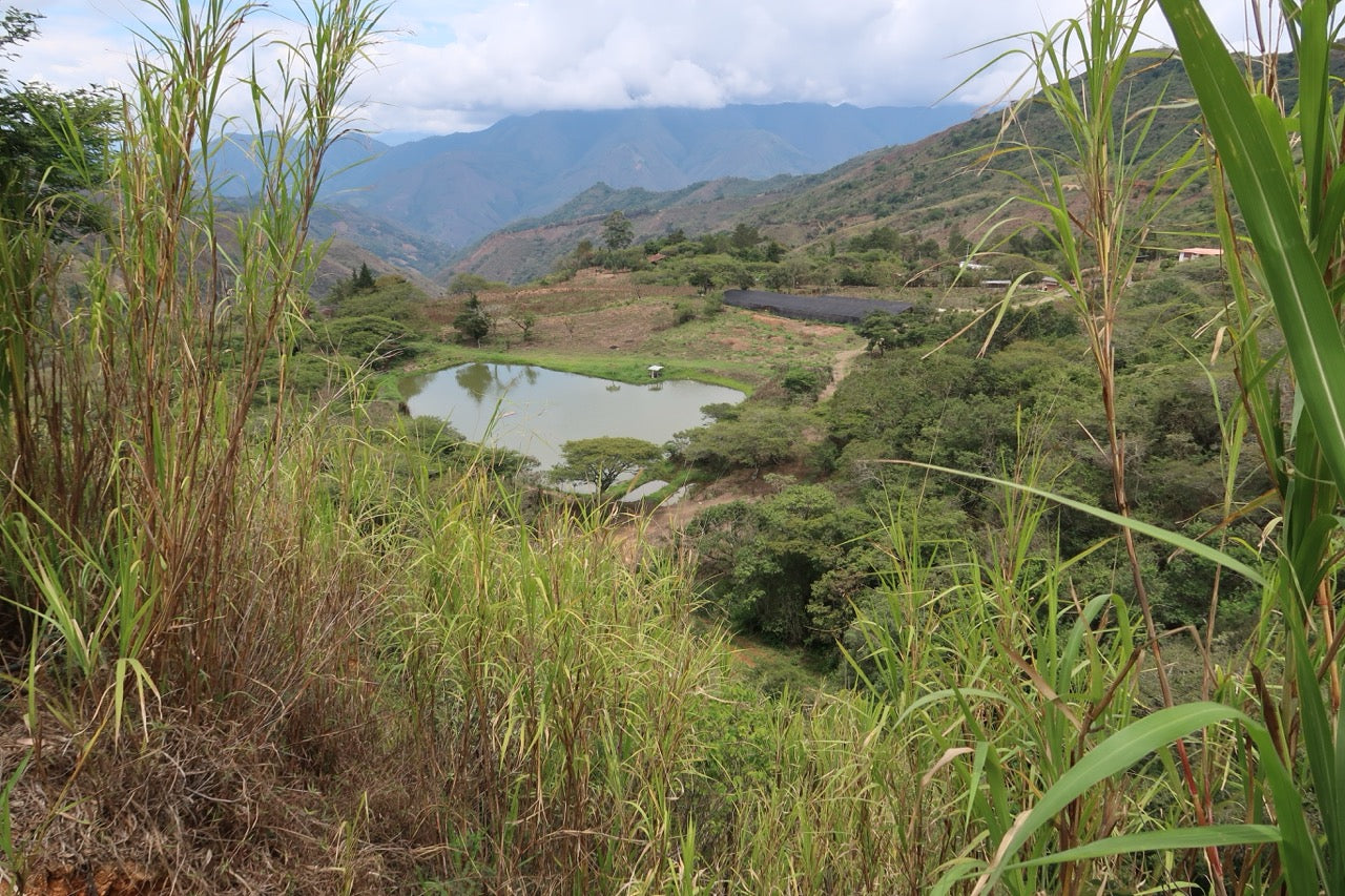 Finca Eliza Washed Green Tip Gesha by Martin Kutsch, Loja, Ecuador