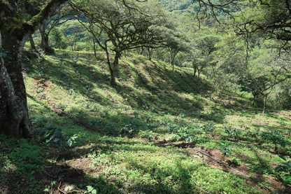 Finca Eliza Washed Green Tip Gesha by Martin Kutsch, Loja, Ecuador