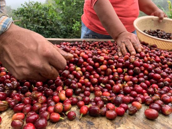 specialty coffee