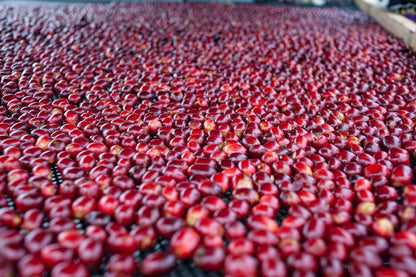 Ninety Plus Thermolic Red Room Gesha Panama