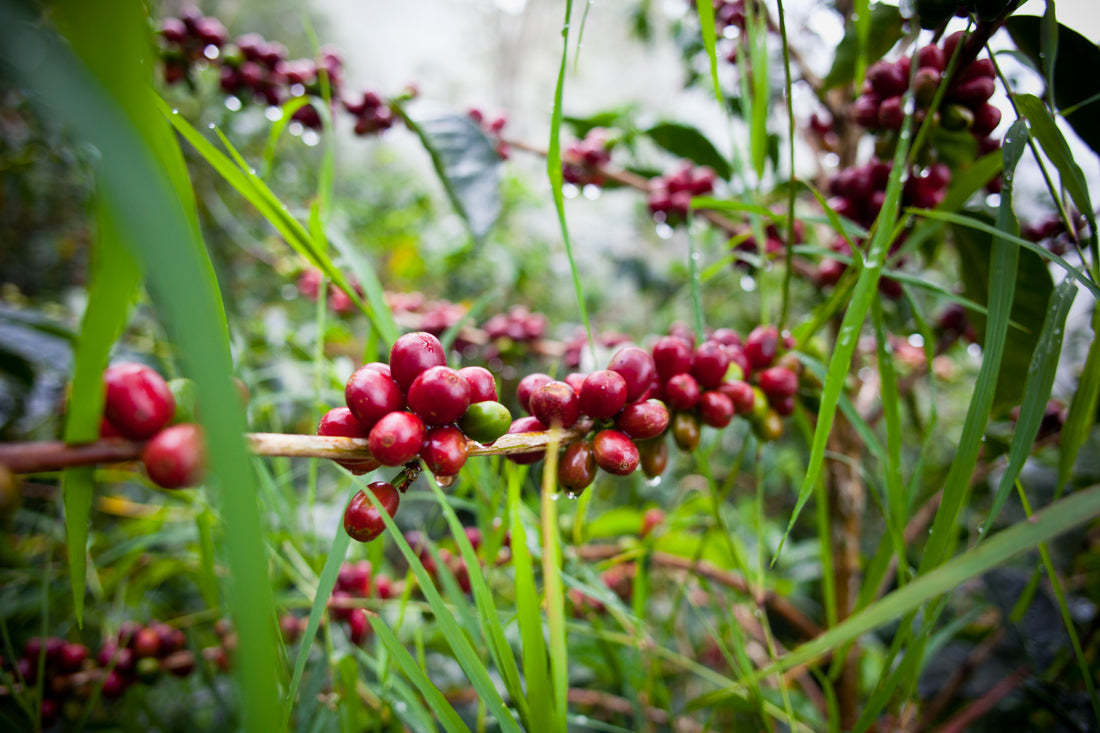 Hacienda La Esmeralda Washed Gesha Bosque Lot Panama
