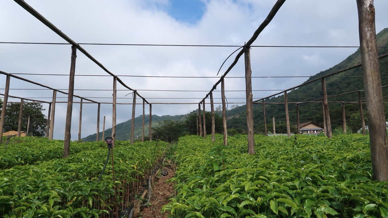 specialty coffee