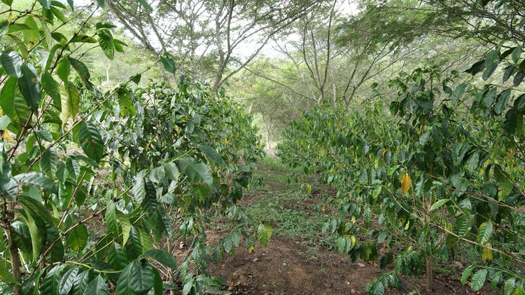 specialty coffee