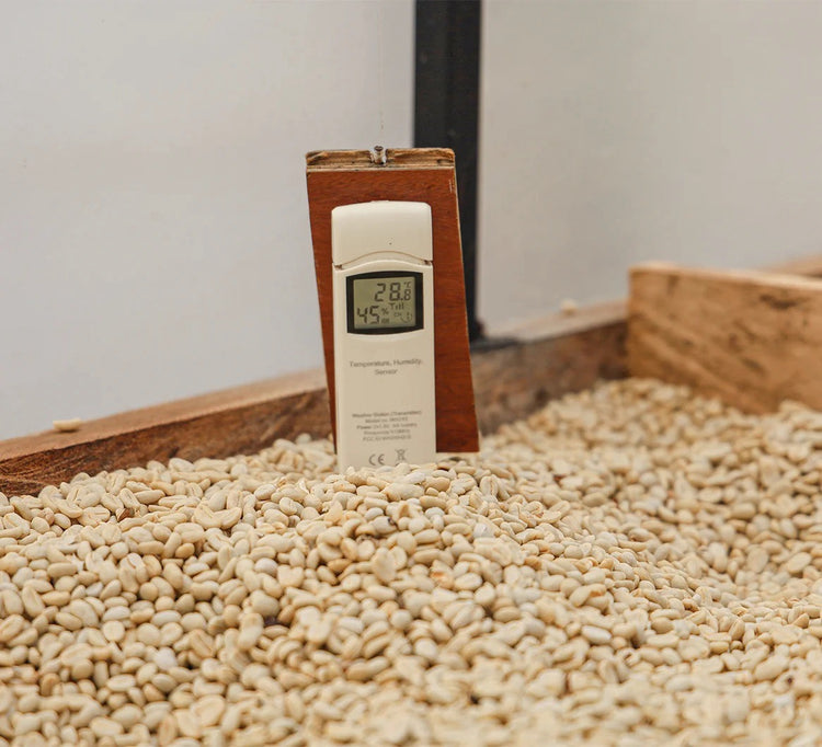 specialty coffee