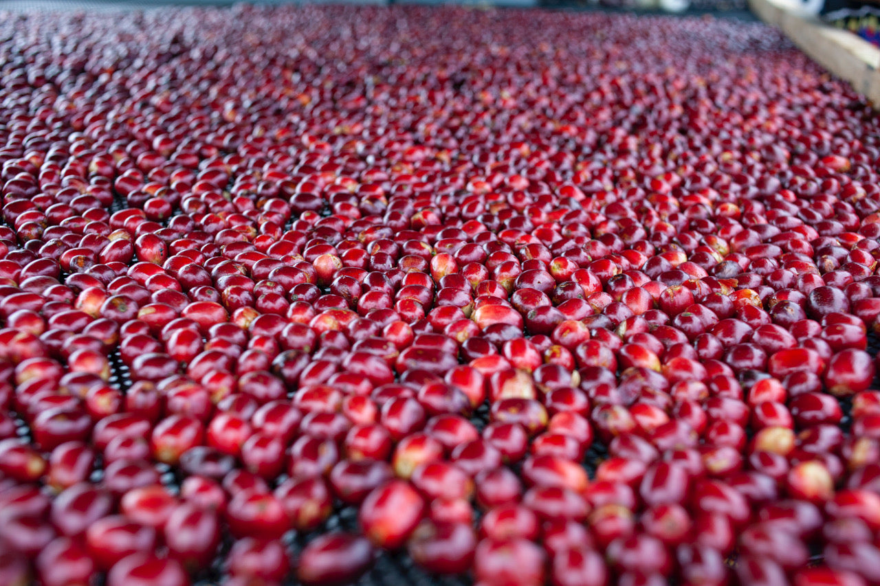 Cherry Mountain - Ninety Plus Exclusive