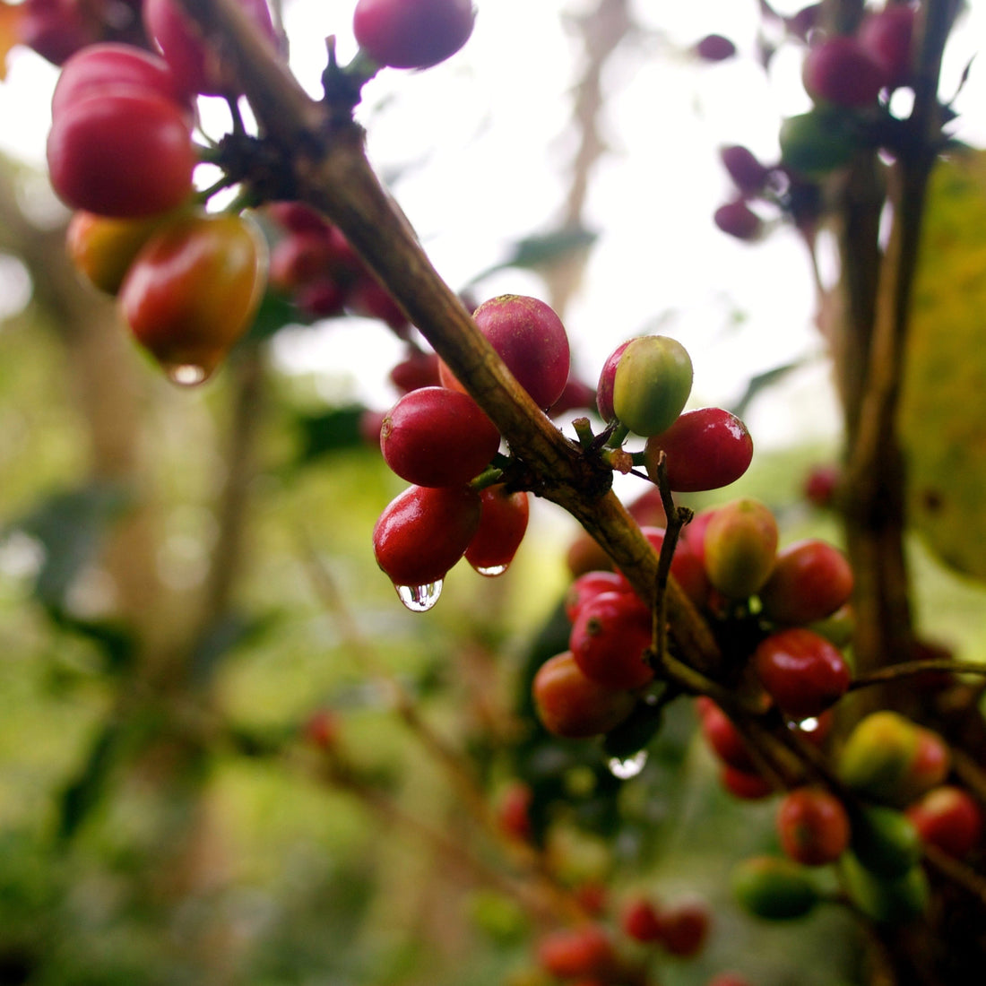 specialty coffee