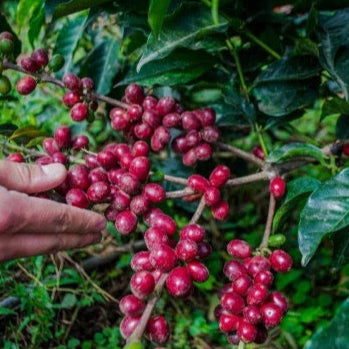 specialty coffee