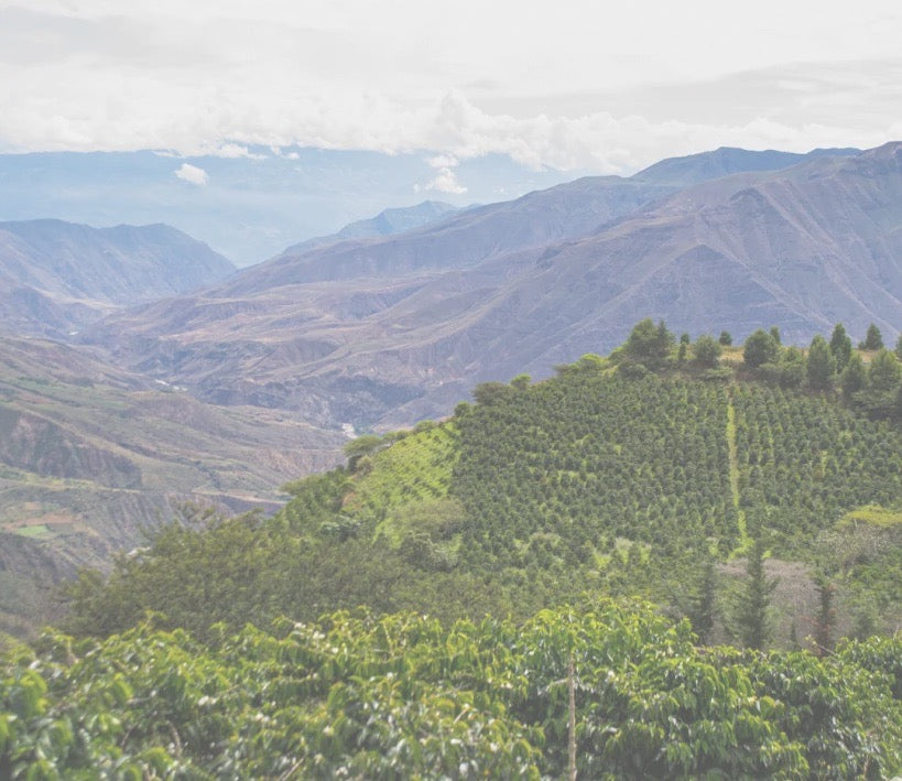 specialty coffee