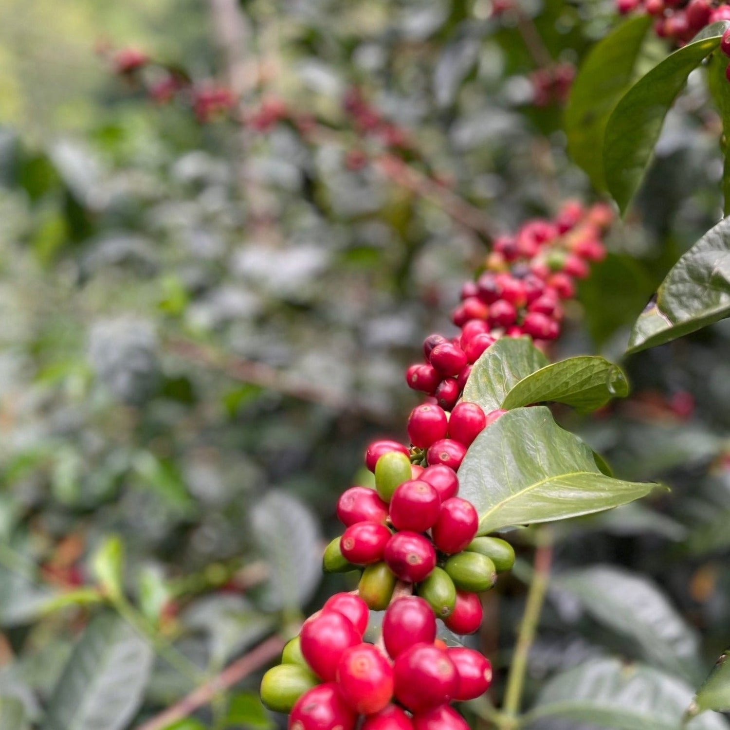 specialty coffee