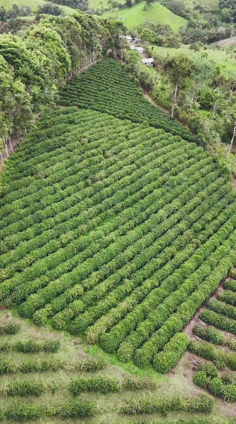 24h Anaerobic Honey SL-28 – Finca Maputo, Ecuador