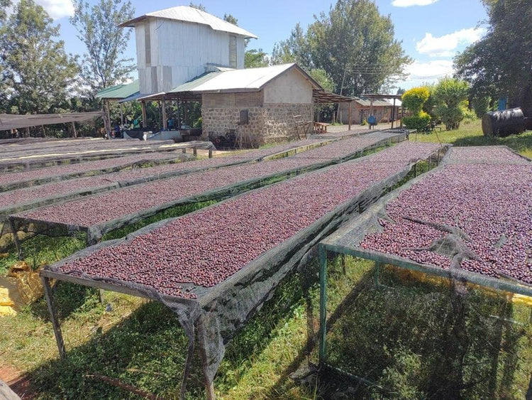 specialty coffee