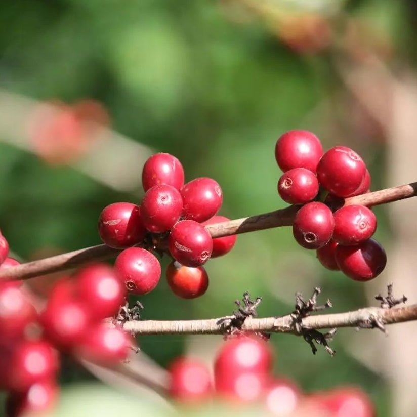specialty coffee