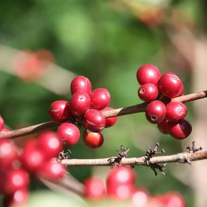 specialty coffee