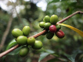 Panama Carmen Estate Pacamara Winey Natural Process - Standout Coffee