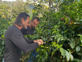 Panama Enigma Iris Estate Jamison Savage Natural Extended Carbonic Macerated Gesha - Standout Coffee