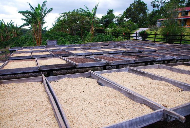 Panama Finca Hartmann Natural Gesha - Standout Coffee