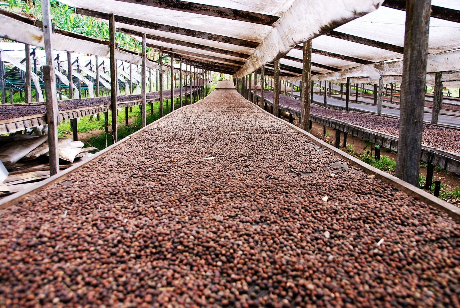 Panama Finca Hartmann Natural Gesha - Standout Coffee